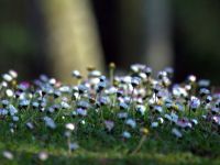 Gladisenea 031